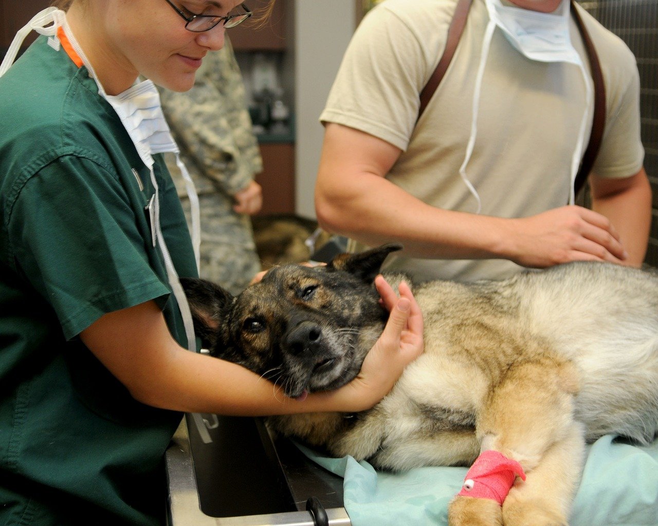 Veterinary medicine (Veterinerlik )